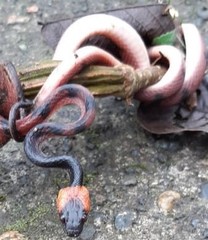 Siphlophis compressus