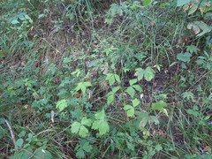 Sanicula chinensis