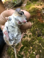 Peromyscus boylii