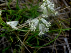 Silene jeniseensis