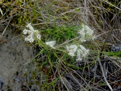 Silene jeniseensis