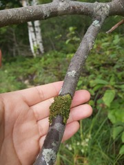 Melanohalea septentrionalis