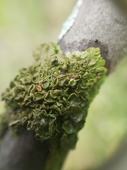 Melanohalea septentrionalis