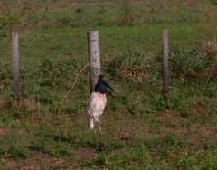 Jabiru mycteria