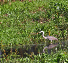 Ardea cocoi