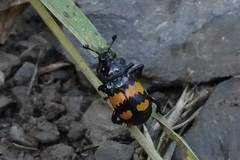 Nicrophorus defodiens