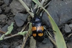Nicrophorus defodiens