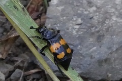 Nicrophorus defodiens