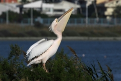 Pelecanus onocrotalus