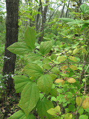 Philadelphus tenuifolius