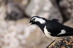 Grallina cyanoleuca