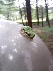 Hyla japonica