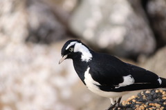 Grallina cyanoleuca