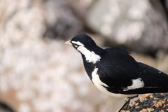 Grallina cyanoleuca