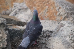 Columba livia domestica