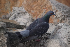 Columba livia domestica