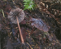 Gymnopus fuscopurpureus