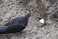 Columba livia domestica