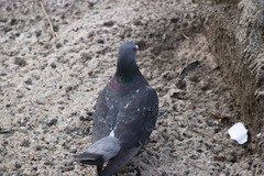 Columba livia domestica