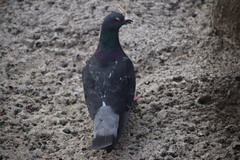 Columba livia domestica
