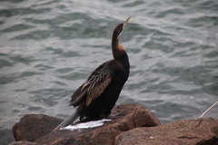 Anhinga novaehollandiae