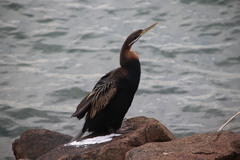 Anhinga novaehollandiae
