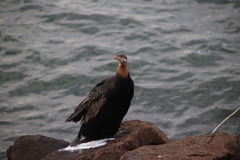 Anhinga novaehollandiae