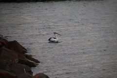 Pelecanus conspicillatus