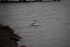 Pelecanus conspicillatus