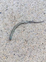 Elgaria multicarinata webbii