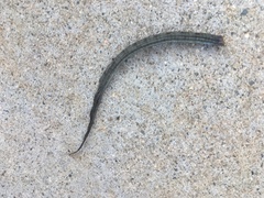 Elgaria multicarinata webbii