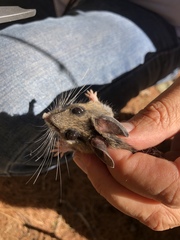 Peromyscus melanotis