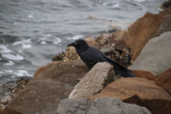 Corvus coronoides