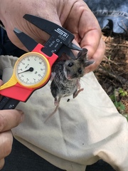 Peromyscus melanotis