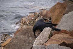 Corvus coronoides