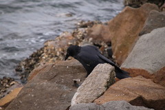 Corvus coronoides