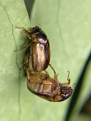 Phyllophaga bruneri