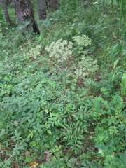 Angelica anomala