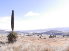 Puya raimondii