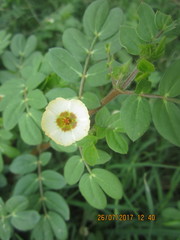 Kallstroemia rosei