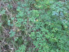 Corydalis ochotensis