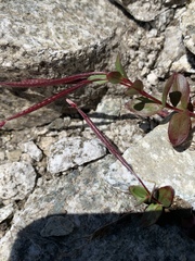 Epilobium clavatum