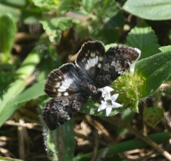 Chiomara georgina georgina