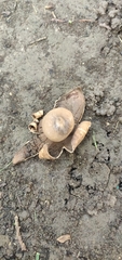 Geastrum triplex