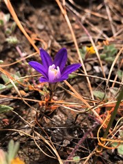 Brodiaea stellaris