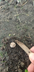 Geastrum triplex