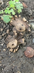 Geastrum triplex