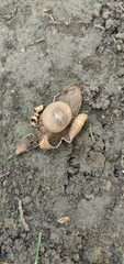 Geastrum triplex