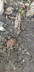 Geastrum triplex