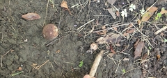 Geastrum triplex